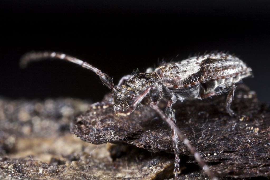 Pogonocherus decoratus (Cerambycidae)